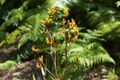 Property photo of 27 Ruskin Rowe Avalon Beach NSW 2107