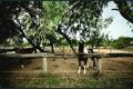 Property photo of 4 Pink Lily Street Pink Lily QLD 4702