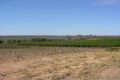 Property photo of 209 Buloke Street Red Cliffs VIC 3496