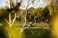 Property photo of 60 Somerset Circuit Pimpama QLD 4209