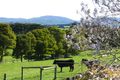 Property photo of 855 Neerim East Road Neerim East VIC 3831
