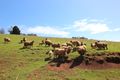 Property photo of 60 Kindred Road Forth TAS 7310