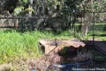 Property photo of 35 Piccaninny Street Macleay Island QLD 4184