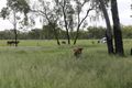 Property photo of 472 Airstrip Road Nebo QLD 4742