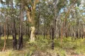 Property photo of 19 Rivergum Drive Morisset NSW 2264