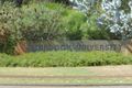 Property photo of 11 Mapstone Gardens Murdoch WA 6150