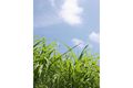 Property photo of LOT 623 Rous River Way Murwillumbah NSW 2484