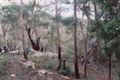 Property photo of 7 Starlight Place Hill Top NSW 2575