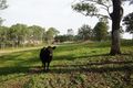 Property photo of 160 Exeter Road Kemps Creek NSW 2178