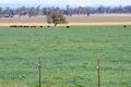 Property photo of 808 Oakey Creek Road Piallaway NSW 2342