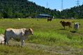 Property photo of 115 Aerodrome Road Tully QLD 4854