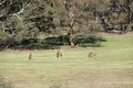 Property photo of 615 Bridge Creek Road Binda NSW 2583