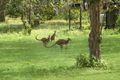 Property photo of 33 Moodys Road Hervey Range QLD 4817