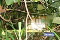 Property photo of 13 Cormorant Crescent Jacobs Well QLD 4208