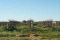Property photo of 310 Wilga Road Red Cliffs VIC 3496