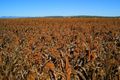 Property photo of 450 Warrah Ridge Road Quirindi NSW 2343