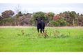Property photo of 50 Maraline Road Skye VIC 3977