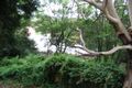 Property photo of 1 Falcon Street Hazelbrook NSW 2779