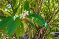 Property photo of 1 Harwood Place Andrews Farm SA 5114
