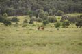 Property photo of 341 Bonnie Doon Road Comet QLD 4702