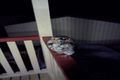 Property photo of 11 Baffle Estate Road Winfield QLD 4670
