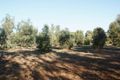 Property photo of 26 Denny Road Kojonup WA 6395