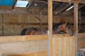 Property photo of 70 Wallis Road Sunday Creek VIC 3658