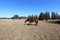 Property photo of 406 Wilderness Road Lovedale NSW 2325
