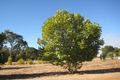 Property photo of 3 Balmoral Drive Bridgetown WA 6255