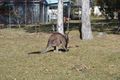 Property photo of 12 Kallaroo Road Erowal Bay NSW 2540