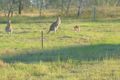 Property photo of 43 Ingram Drive Gracemere QLD 4702