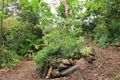 Property photo of 35 Framara Drive Kelso QLD 4815