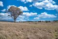 Property photo of 112 Glen Alice Road Rylstone NSW 2849