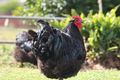 Property photo of 45 Kevin Road Imbil QLD 4570