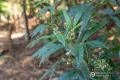 Property photo of 37 Grays Road Fern Tree TAS 7054