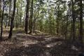 Property photo of 338 Upper Cedar Creek Road Conondale QLD 4552