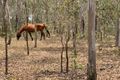 Property photo of 566 Rocky Gully Road Coominya QLD 4311