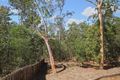 Property photo of 39 Burns Circuit Augustine Heights QLD 4300