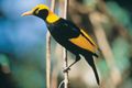 Property photo of 28/3544 Lamington National Park Road O'Reilly QLD 4275