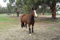 Property photo of 155 Kuramun Place Parkerville WA 6081