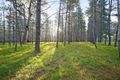 Property photo of 100 Lisa Road Wilton NSW 2571