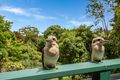 Property photo of 73 Long Road Tamborine Mountain QLD 4272