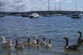 Property photo of 10A William Street Double Bay NSW 2028