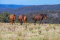 Property photo of 885 Caoura Road Tallong NSW 2579