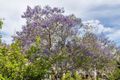 Property photo of 1 Old Jacaranda Way Subiaco WA 6008