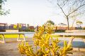 Property photo of 27 Saltbush Street Wandi WA 6167