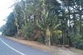 Property photo of 138 Euluma Creek Road Julatten QLD 4871