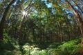 Property photo of 5 Crab Apple Court Black Mountain QLD 4563