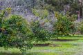 Property photo of 114 Copley-Dale Road Gidgegannup WA 6083