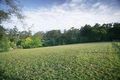 Property photo of 13 Telopea Road Emerald VIC 3782